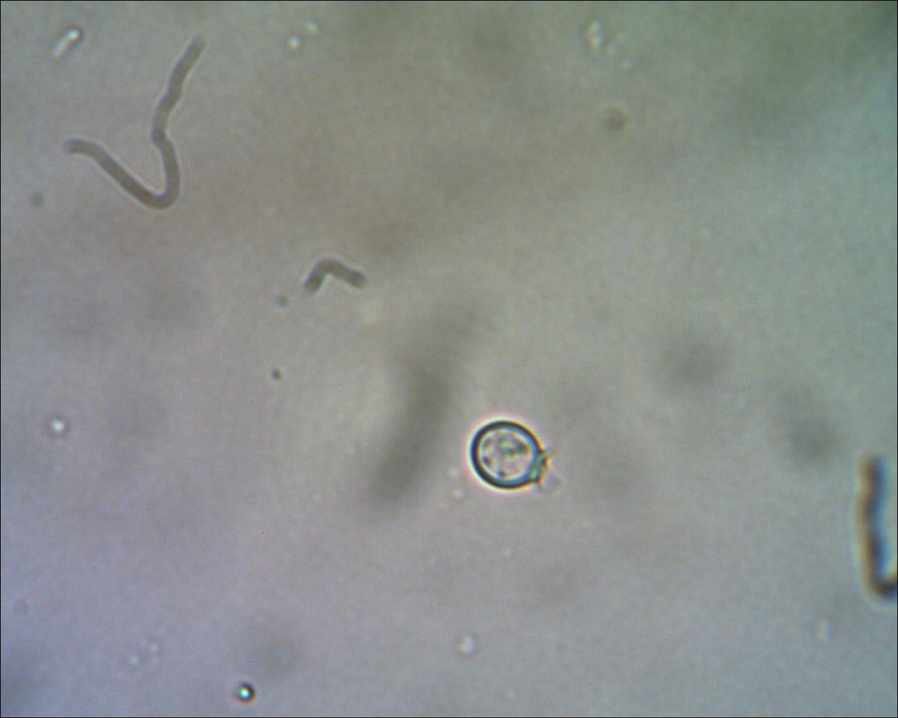 Per dirindindina cosa ho fotografato?